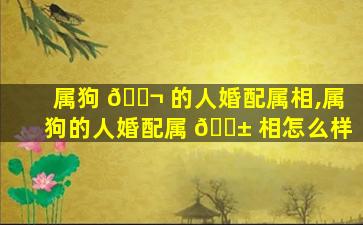 属狗 🐬 的人婚配属相,属狗的人婚配属 🐱 相怎么样